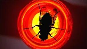 Fly